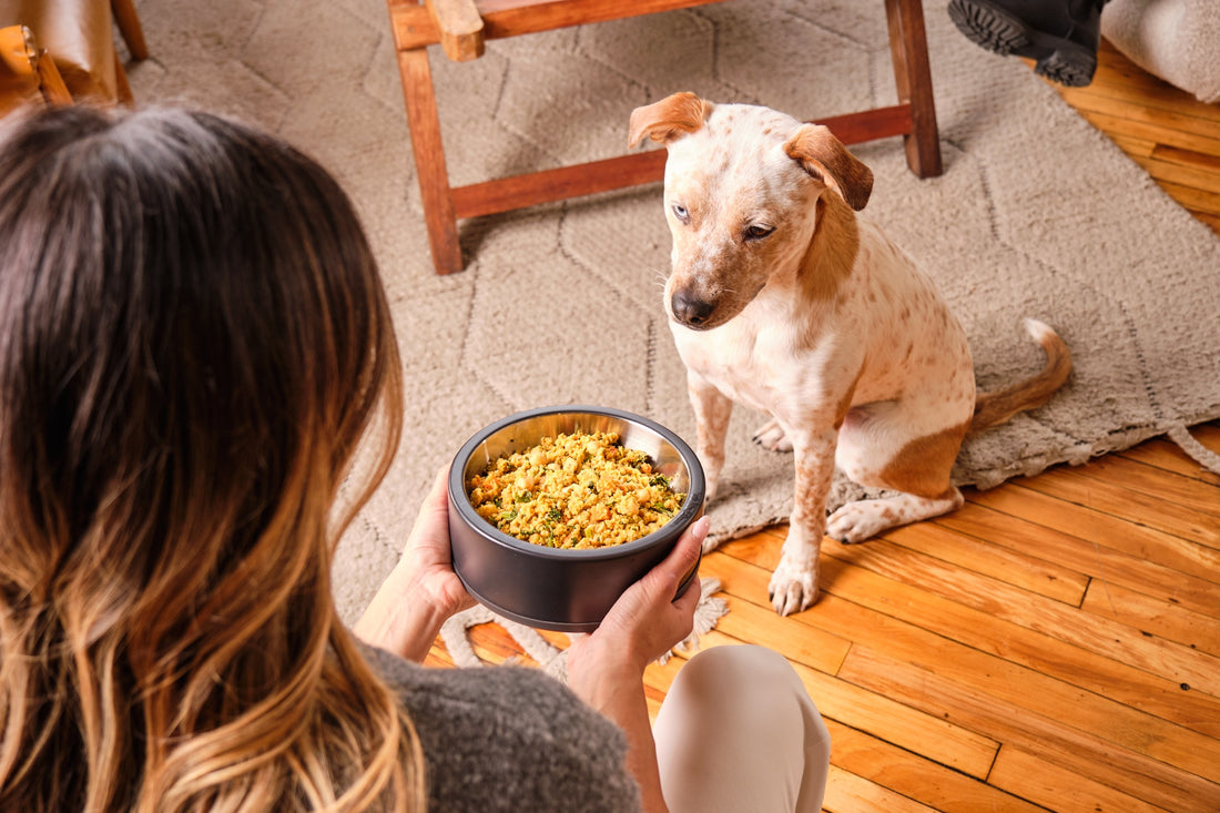 Spotted dog waiting patiently with woman wearing grey swearing holding a bowl of fresh dog food in front