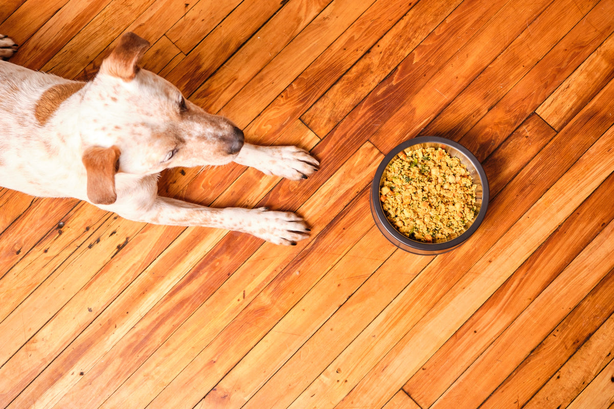 Enhance Your Dog's Kibble Mixing Fresh Food Benefits Dog Standards