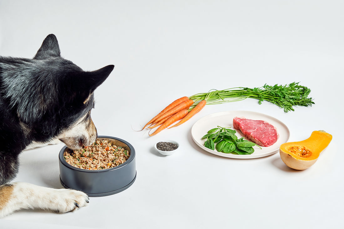 Black Husky eating Dog Standards fresh beef recipe with raw carrots, beef filet, squash and spinach sitting on a plate