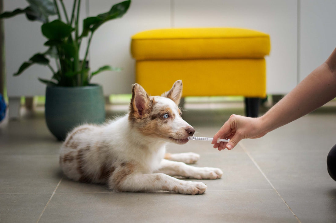 Australian Shephard sitting on grey tiled floor with human injecting something into it's mouth with a syringe
