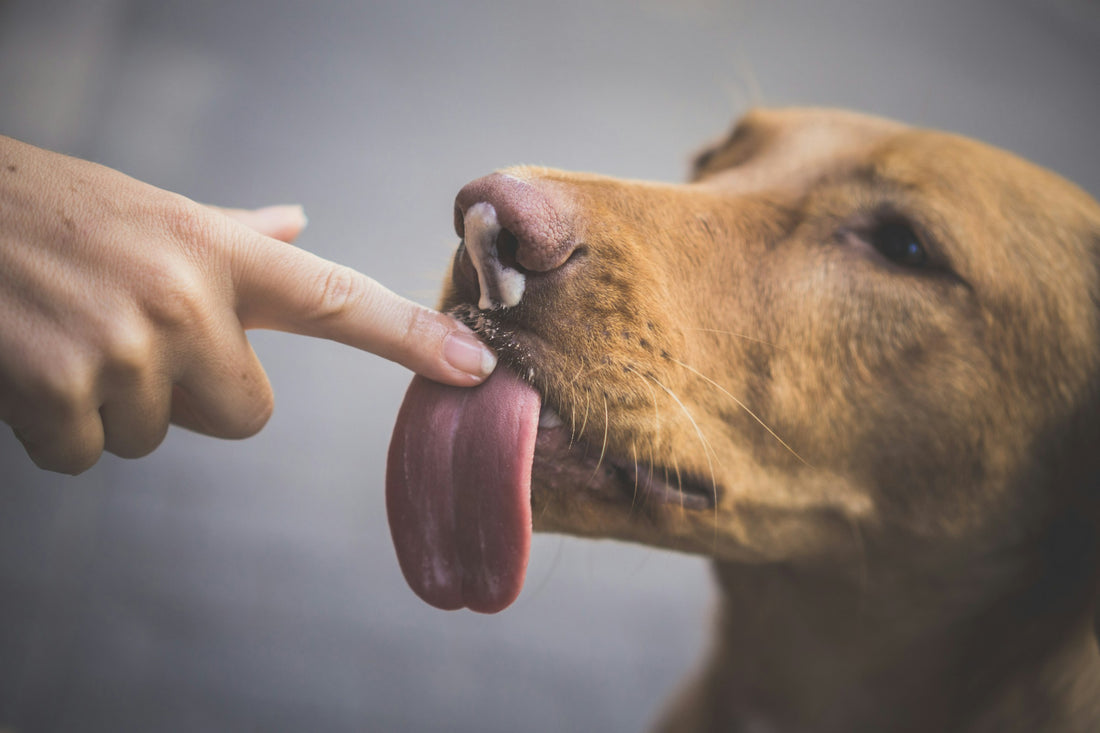 Golden Retriever licking finger tip of woman