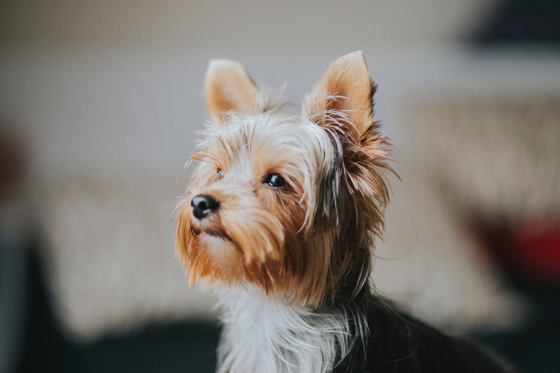 Yorkie during golden hour staring off into the distance sitting on the couch