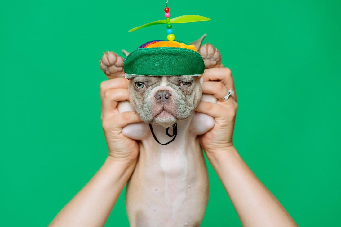 Healthy Diets for French Bulldogs: Optimize Your Frenchie’s Health