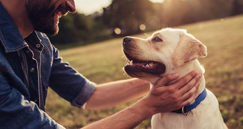 Man patting his golden retriever around the neck in a green field during golden hour