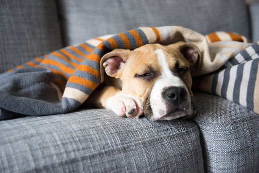 Sleepy pitbull on a grey sofa snuggled under a striped orange, grey and blue blanket