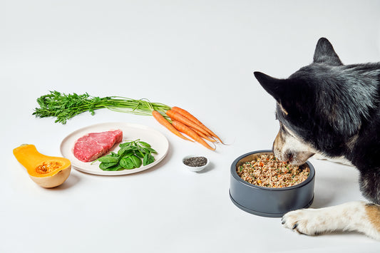 Dog Cancer Prevention: The Role of a Healthy Diet