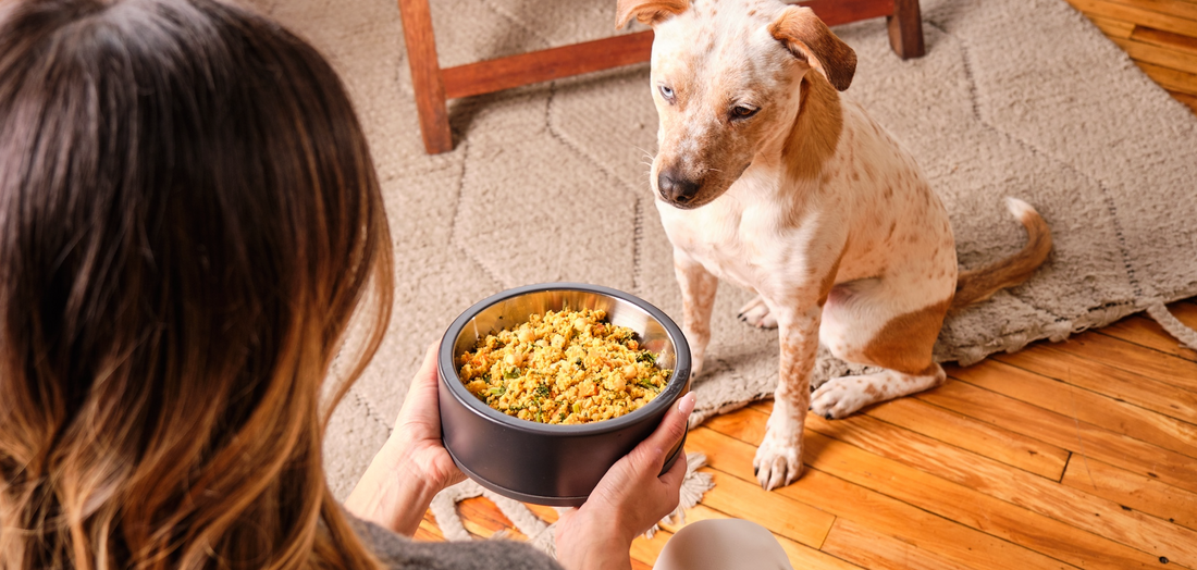 Unleash Your Dog's Potential with Dog Standards: Canada's Premier Fresh Dog Food Delivery Service