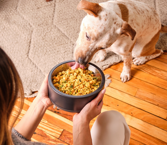 Girl feeding Dog Standards fresh dog food out of a black bowl