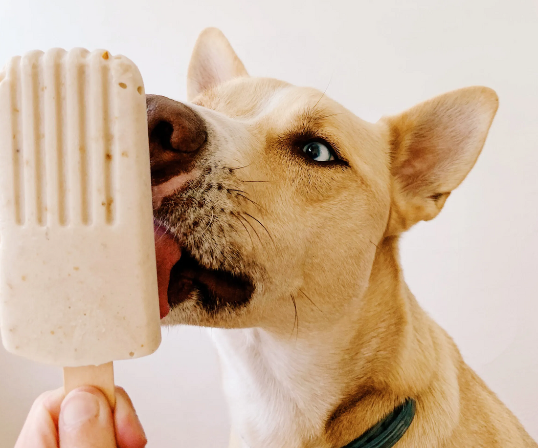 Beat the Heat with Homemade Dog Pupsicles
