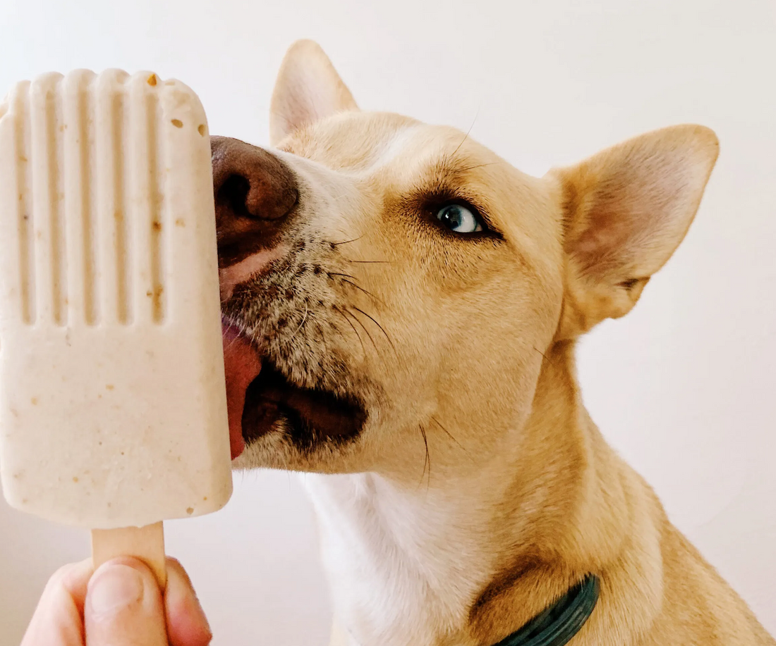 DIY Banana Blueberry Dog Pupsicles Beat the Heat for Canines Dog Standards