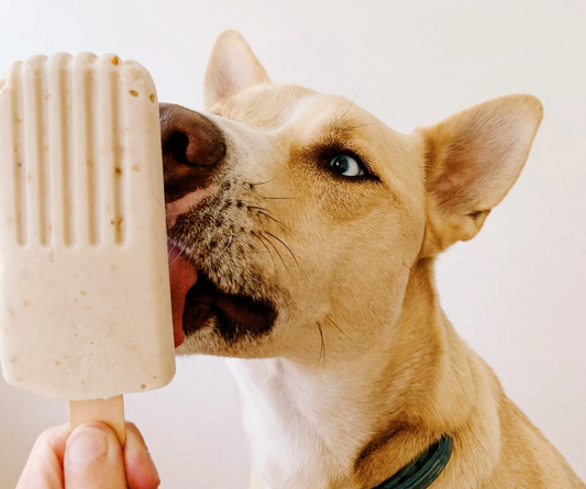 Golden coloured dog licking a pet friendly popsicle 