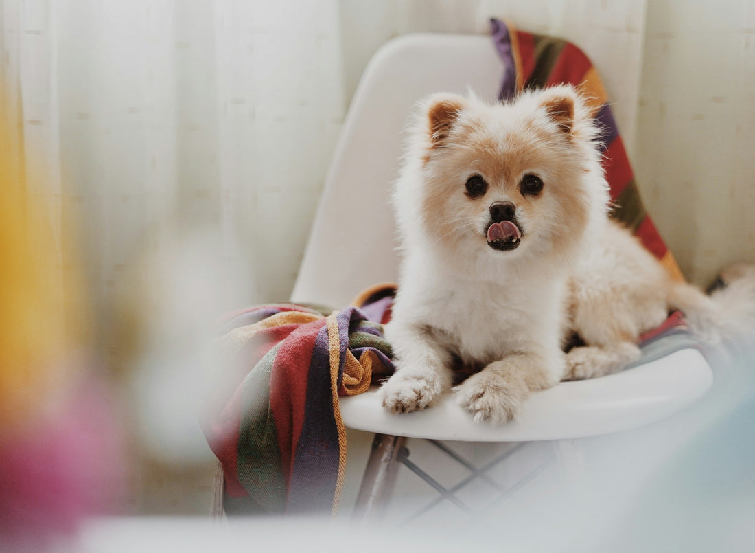 Pomeranian sitting on a white chair with colourful towel