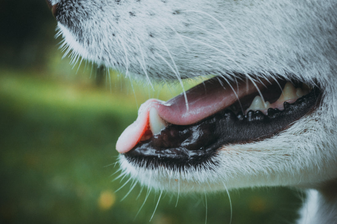 Tips for Keeping Your Dog's Teeth Clean