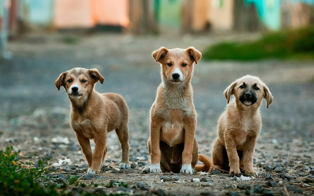 Pack of 3 dogs standing and sitting posing for a photo on gravel streets