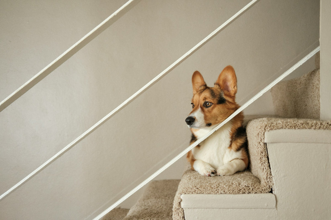 Corgi sitting on carpet stairs