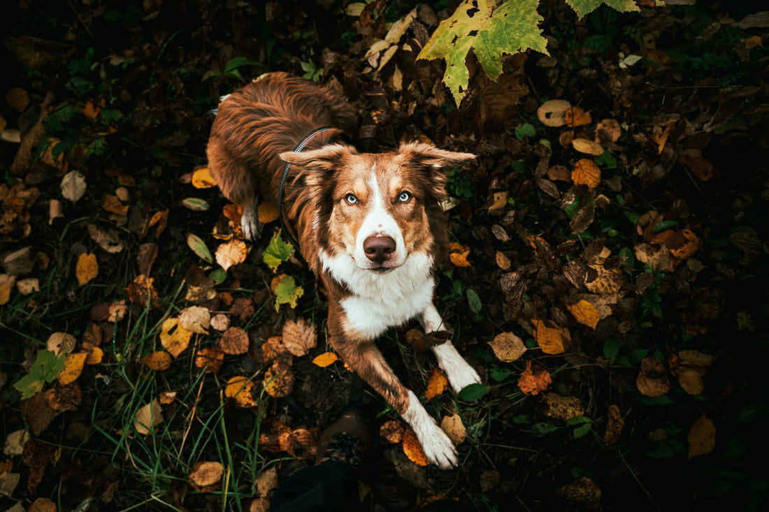 White and brown Australian Shepherd laying down on a bed of fall leaves
