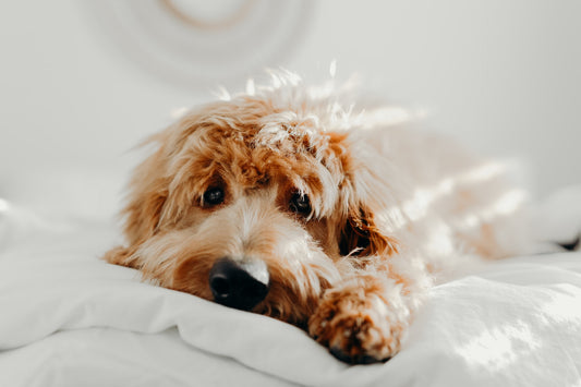 Golden Doodle basking in the sun on a white bed