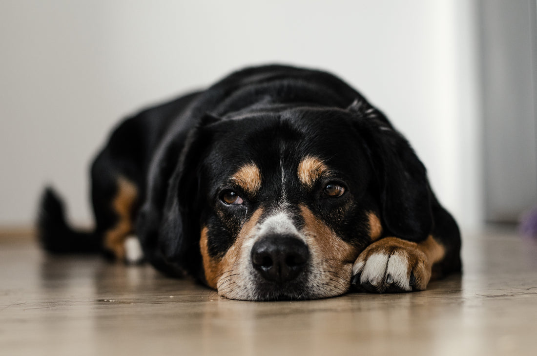 Large black, brown, and white dog laying on the floor with it's head down
