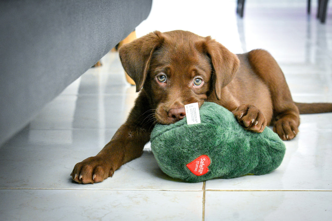 Labrador puppy chewing on forest green stuffed animal