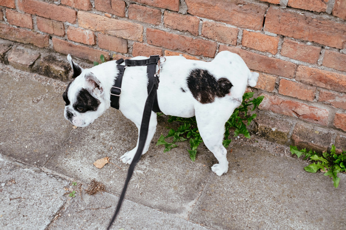 Black and white spotted French Bulldog peeing next to a brick wall