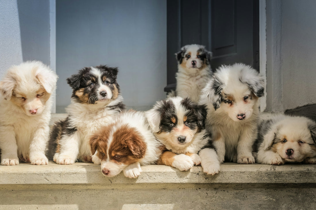 Unleashing Your Puppy's Potential: Discovering the Best Puppy Food for a Lifetime of Health