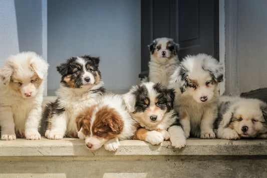 Unleashing Your Puppy's Potential: Discovering the Best Puppy Food for a Lifetime of Health