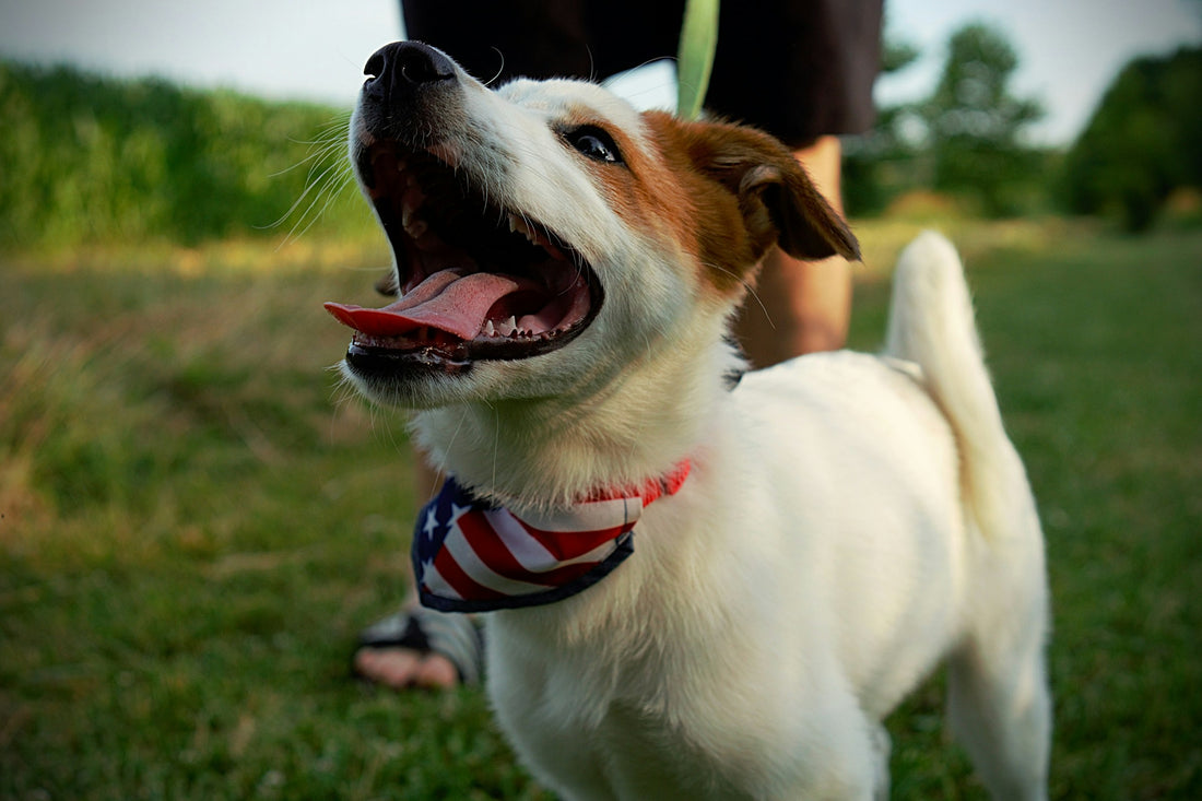 Jack Russell puppy panting outside wearing an American flag bandana