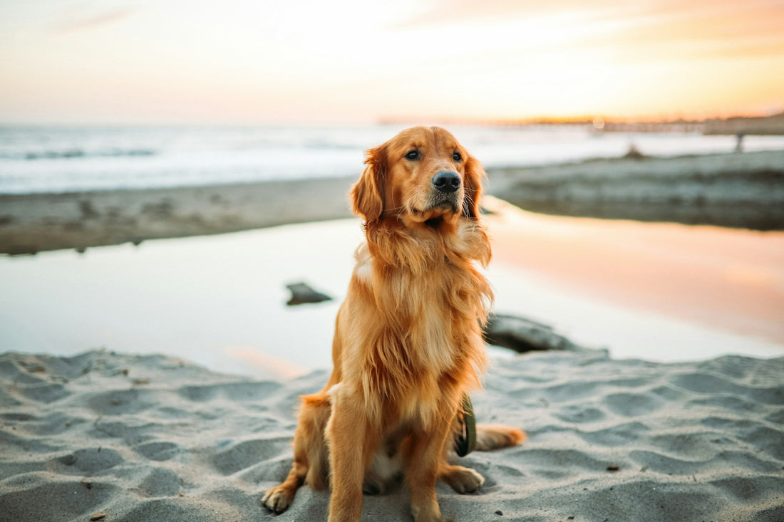 Golden Retriever Nutrition Guide (5 Tips For Every Life Stage) – Dog  Standards