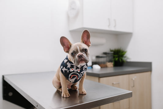 Frenchie sitting on a vet examination table with a bandana on