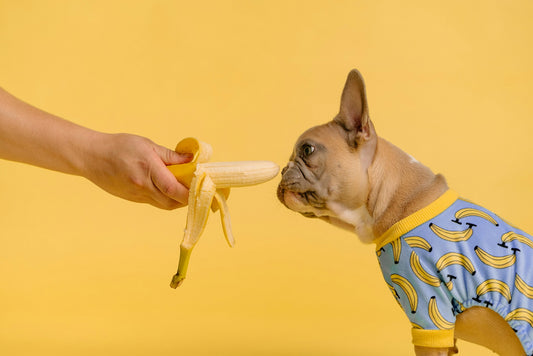 French Bull Dog with yellow background being fed a banana by human