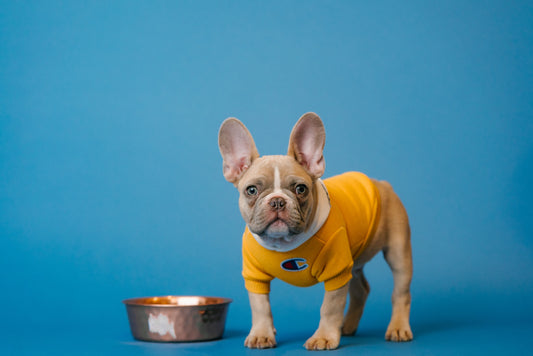 Frenchie with yellow sweater on standing next to a silver bowl with blue backdrop