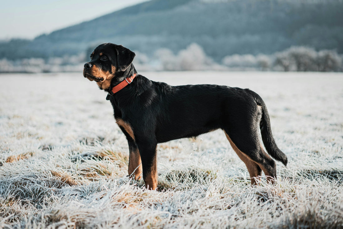Rottweiler standing in the middle of a plain field with a mountain in the background
