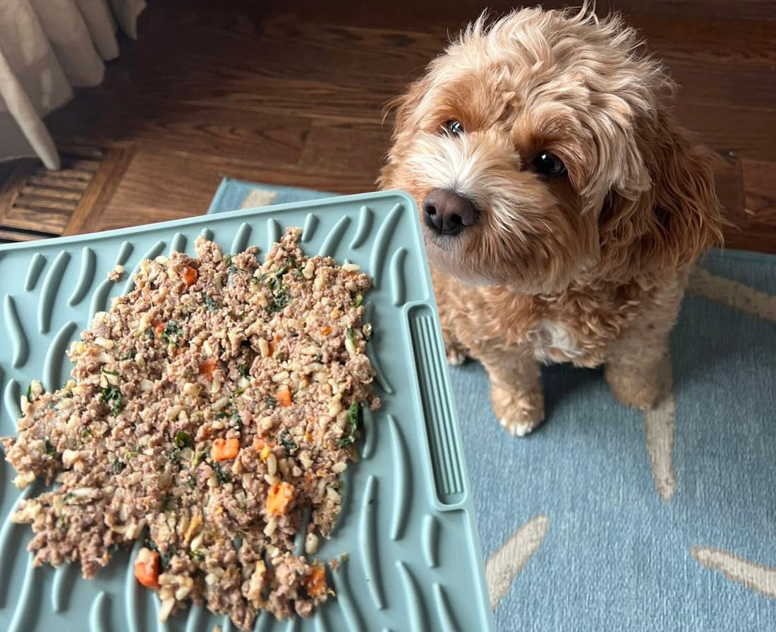 Golden Doodle sitting waiting to eat their Dog Standards beef recipe from an enrichment lick mat