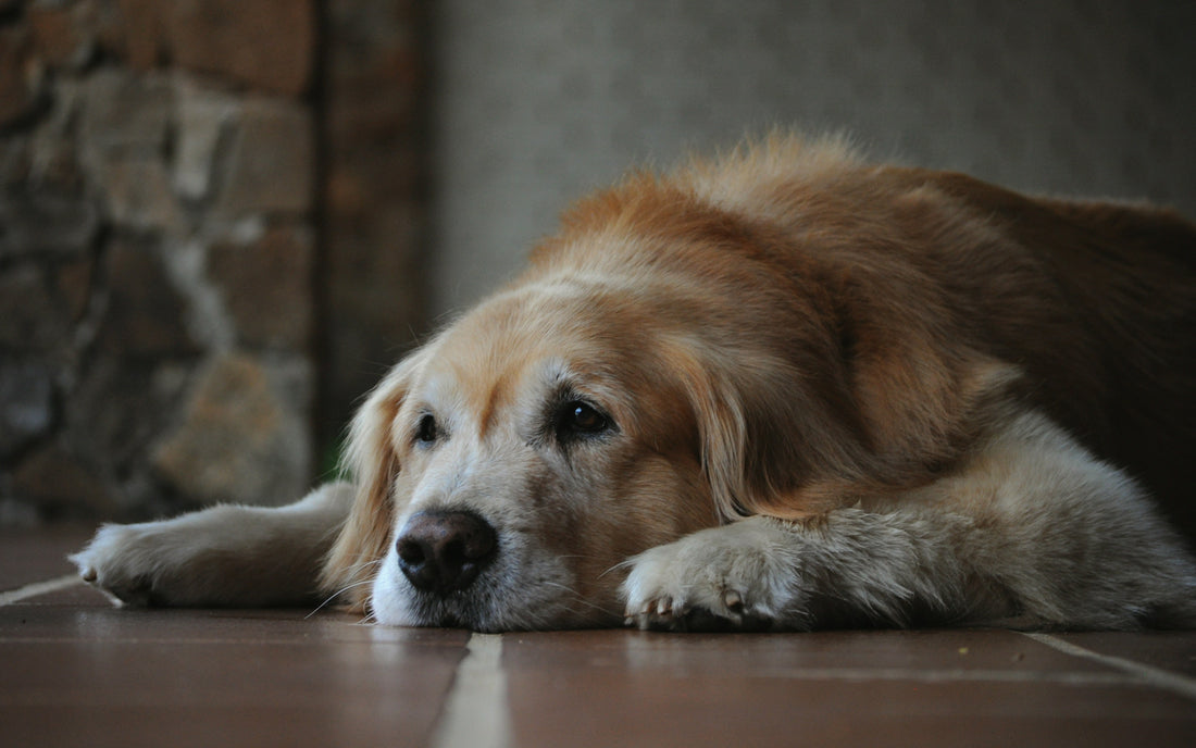 Nourishing Your Senior Dog: How Dog Standards' Fresh, Human-Grade Meals Can Enhance Their Golden Years