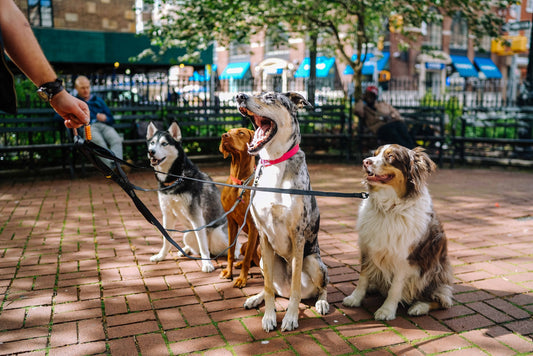 Husky, Australian Shephard and other dogs on a walk in New York park sitting nicely