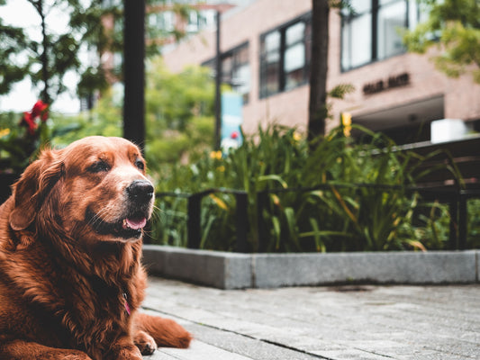 Brown labrador laying down on a sidewalk during a sunny day