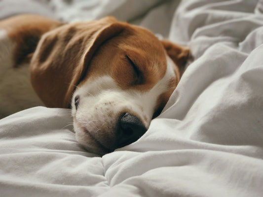 How To Properly Feed a Beagle: Puppy, Adult, or Senior Dog