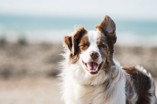 Australian Shephard smiling with the wind blowing through it's fur