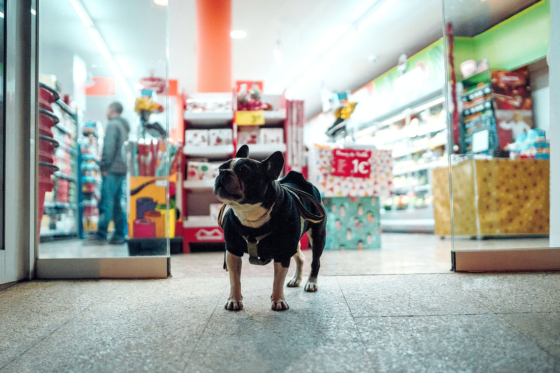 Frenchie standing outside a convenience store at night looking happy