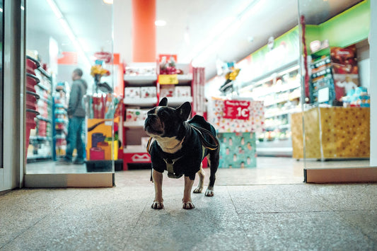 French Bull Dog standing outside a pet store at night
