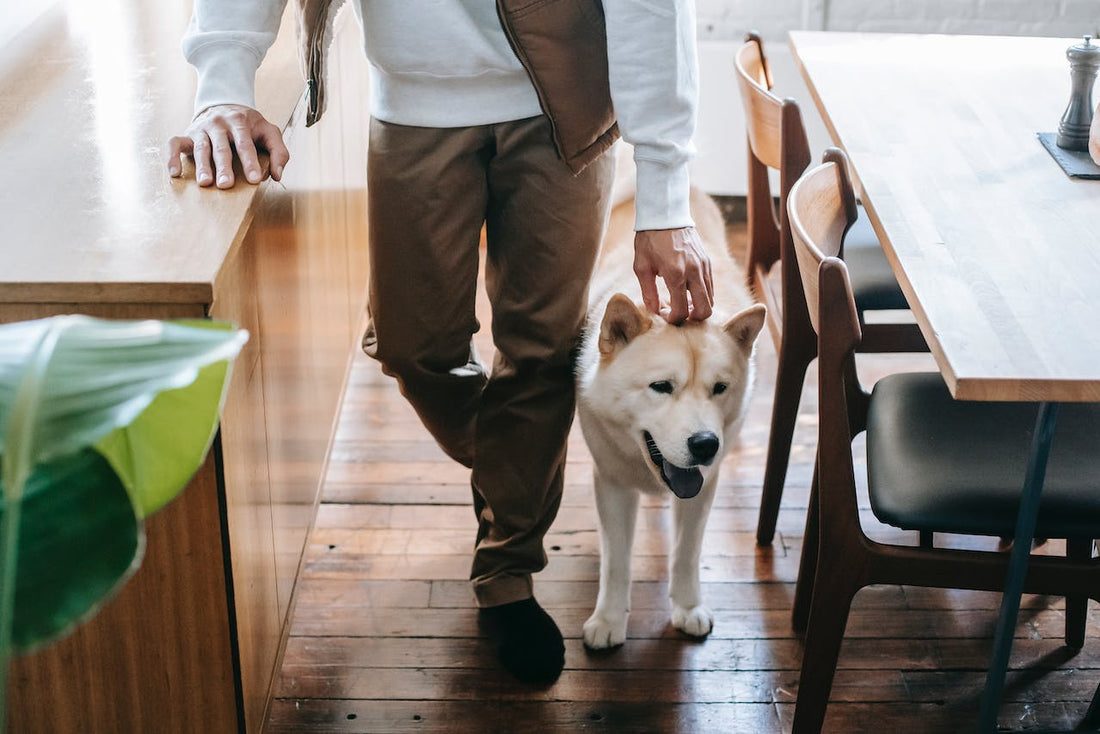Man walking in kitchen with white dog, wearing a white crenwneck and tan pants