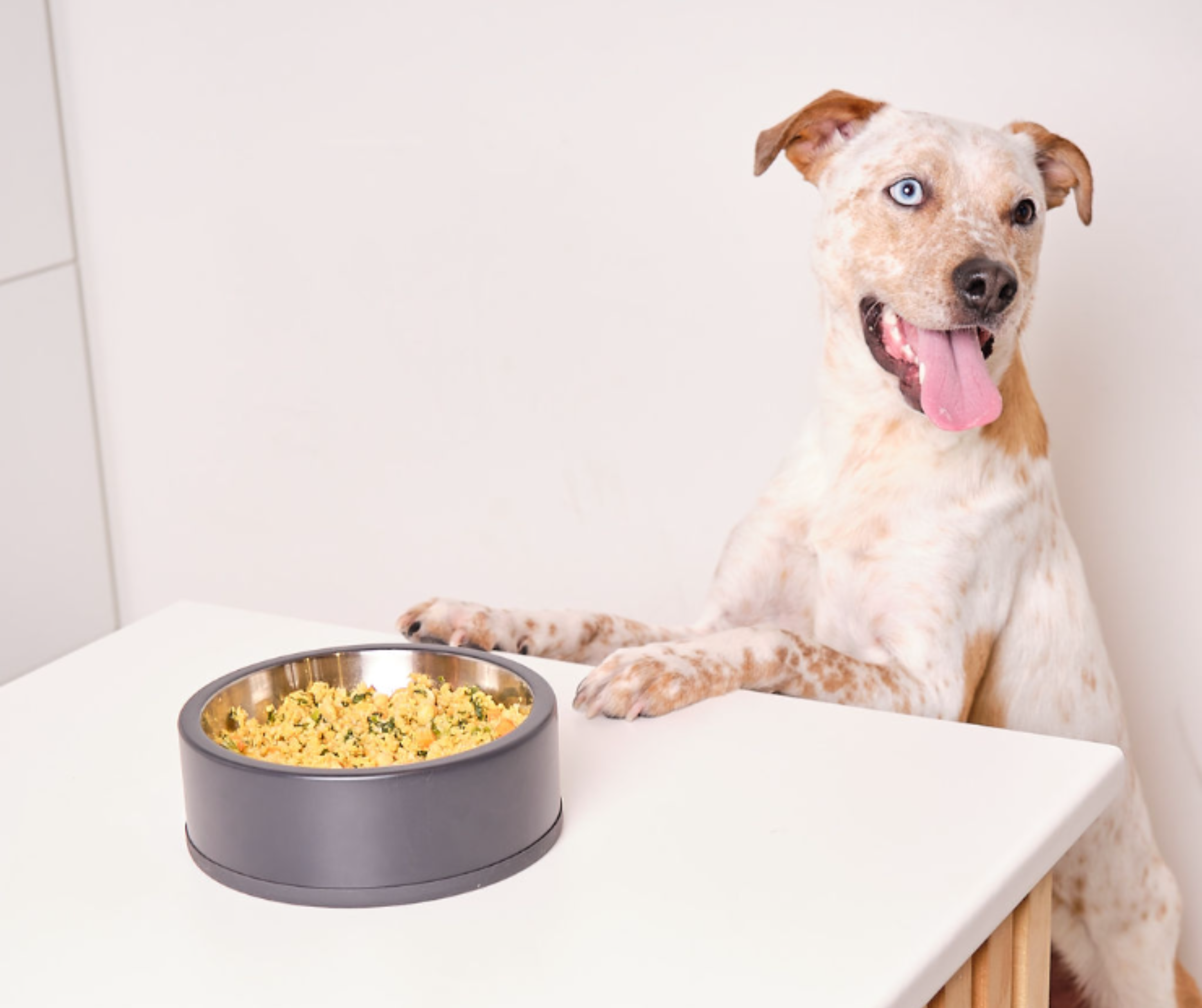 Woman offering dog food to a curious dog in a kitchen.